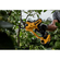 Nawigacja zdjęcie 5 - 18V XR Sekator 1 x 5Ah DeWalt DCMPP568P1